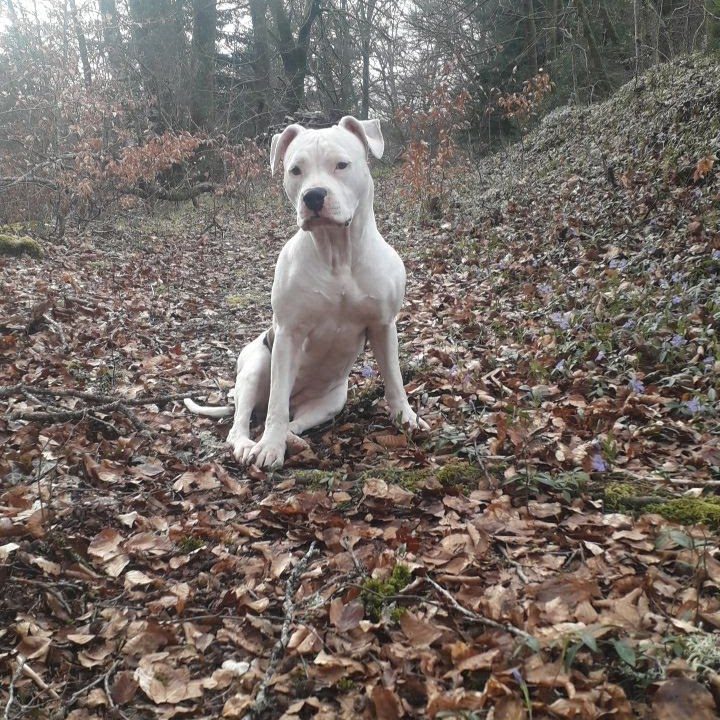 Chien attentif en pleine nature lors d'une séance d'éducation