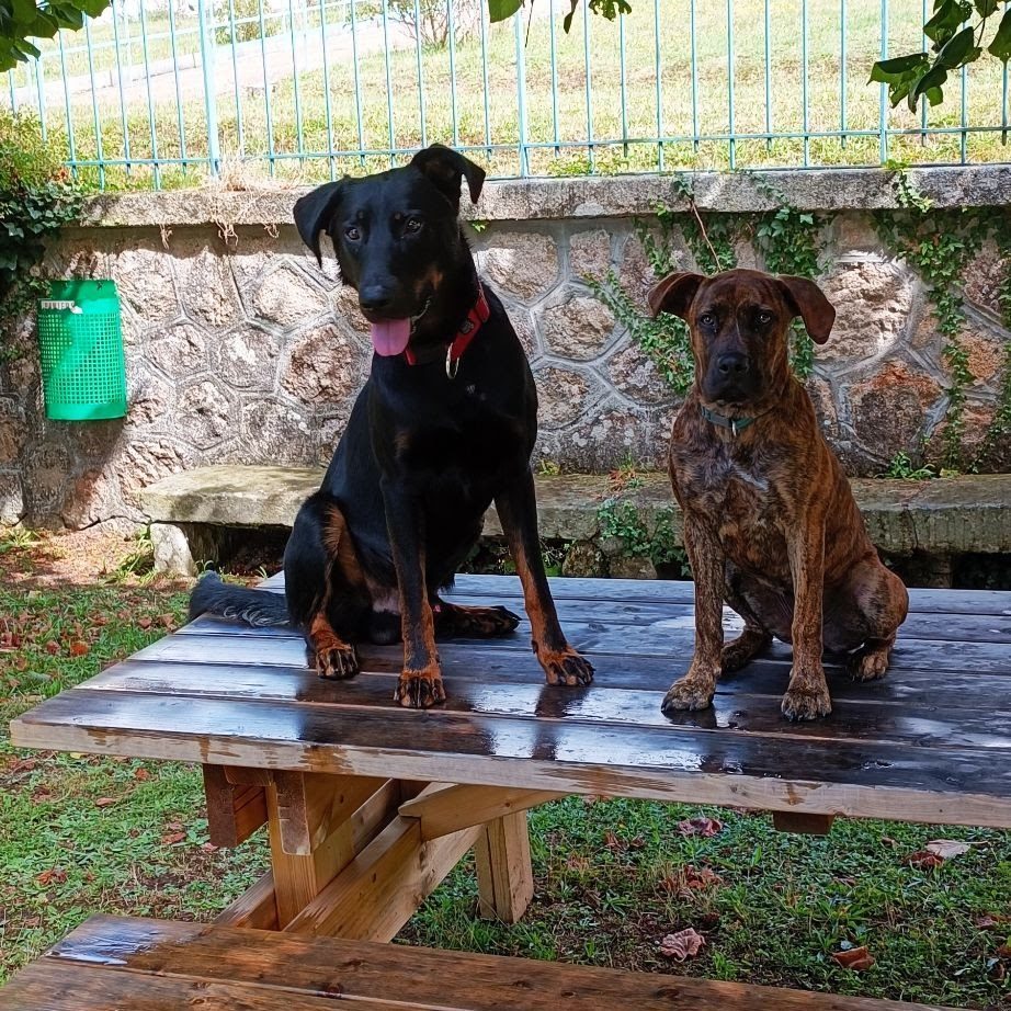 Deux jeunes chiens en cours de sociabilisation