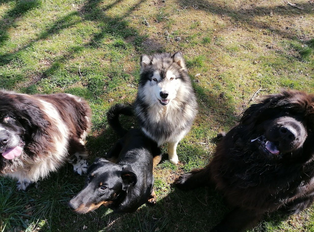 Groupe de chiens lors d'une balade éducative en forêt