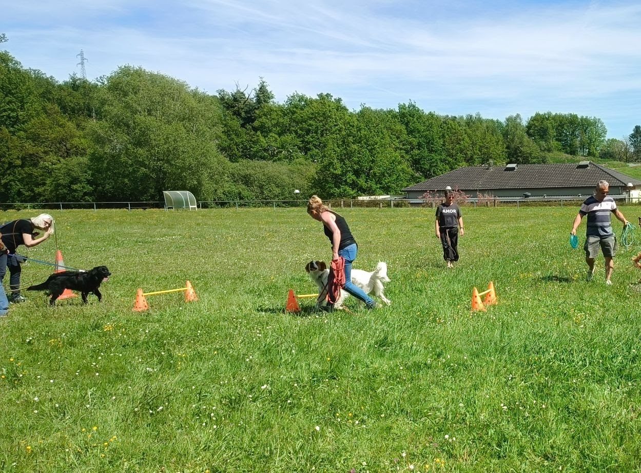 Séance d'éducation canine en groupe en plein air