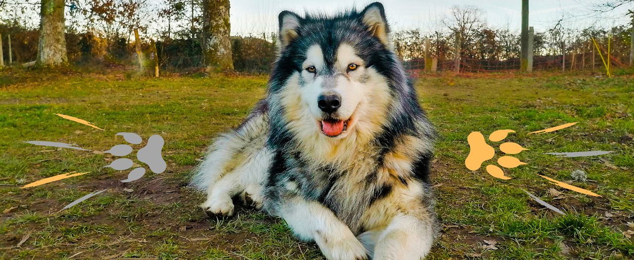 Chien heureux en pleine nature lors d'une séance d'éducation à Peyrat-le-Château